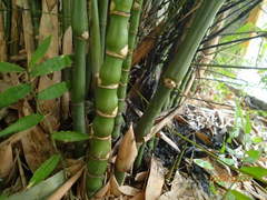 Bambusa tuldoides