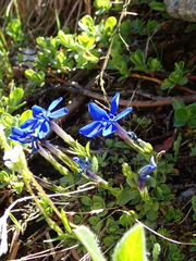 Gentiana brachyphylla brachyphylla