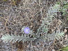 Evolvulus sericeus elongatus