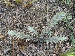 Evolvulus sericeus elongatus