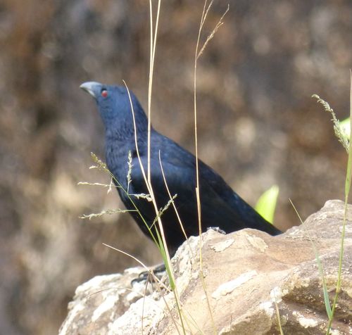Neumann's Starling