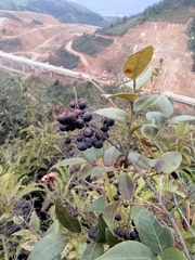 Vaccinium bracteatum
