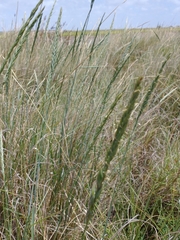 Elymus scabrifolius