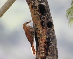 Lepidocolaptes squamatus