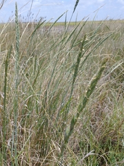 Elymus scabrifolius