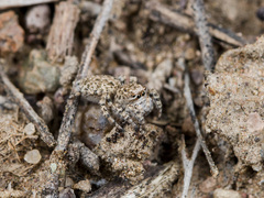 Aelurillus dubatolovi