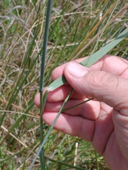 Elymus scabrifolius
