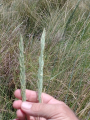 Elymus scabrifolius