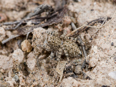 Aelurillus dubatolovi