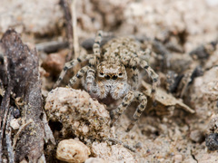 Aelurillus dubatolovi