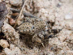 Aelurillus dubatolovi