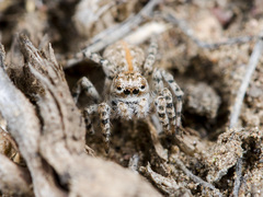 Aelurillus dubatolovi