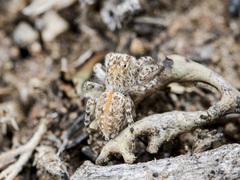 Aelurillus dubatolovi