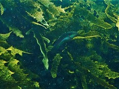 Halichoeres brownfieldi