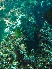 Aplodactylus westralis