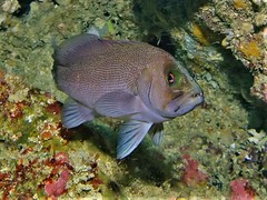 Black-Arse Cod photo 2