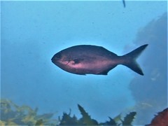 Kyphosus cornelii