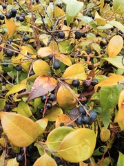 Vaccinium bracteatum