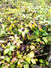 Vaccinium bracteatum
