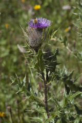 Cirsium pugnax