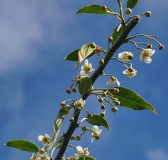Prinsepia scandens