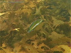 Halichoeres brownfieldi