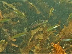 Halichoeres brownfieldi