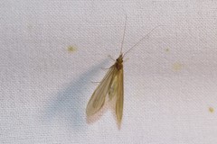 Oecetis ochracea