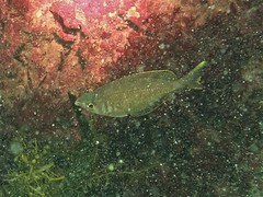 Parequula melbournensis