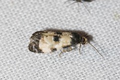 Neocochylis dubitana