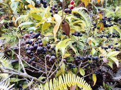 Vaccinium bracteatum
