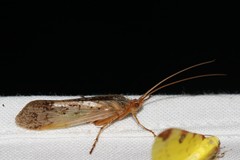 Limnephilus flavicornis