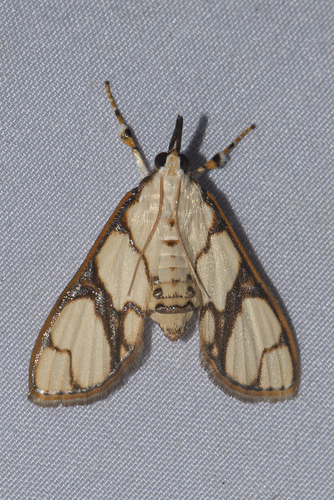 Cirrhochrista fumipalpis Felder & Rogenhofer, 1875