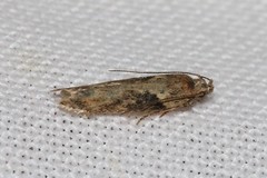 Scrobipalpa costella