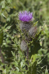 Cirsium pugnax