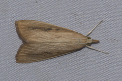Calamochrous