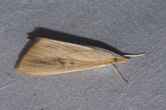 Calamochrous