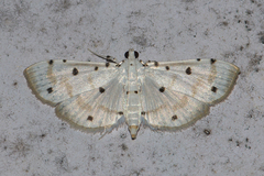 Pycnarmon lactiferalis