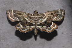 Cymoriza