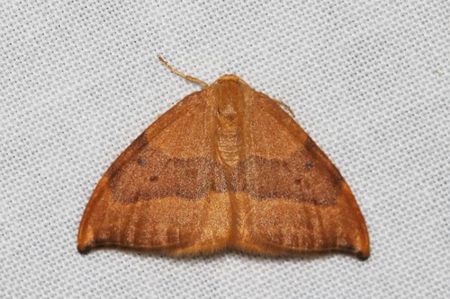 Barred Hook-tip, Ede, Nederland, photo 8 of 10