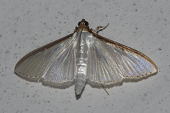 Cydalima laticostalis
