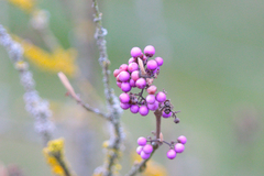 Callicarpa giraldii