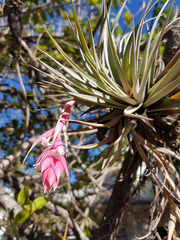 Tillandsia recurvifolia
