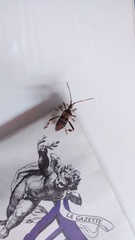 Leptoglossus occidentalis