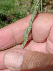 Elymus scabrifolius