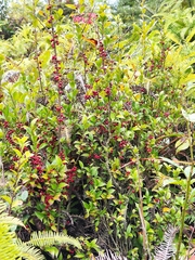 Ilex pubescens