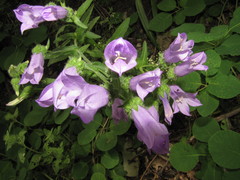 Campanula komarovii