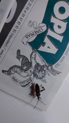 Leptoglossus occidentalis