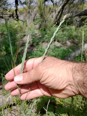 Elymus scabrifolius