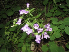 Campanula komarovii